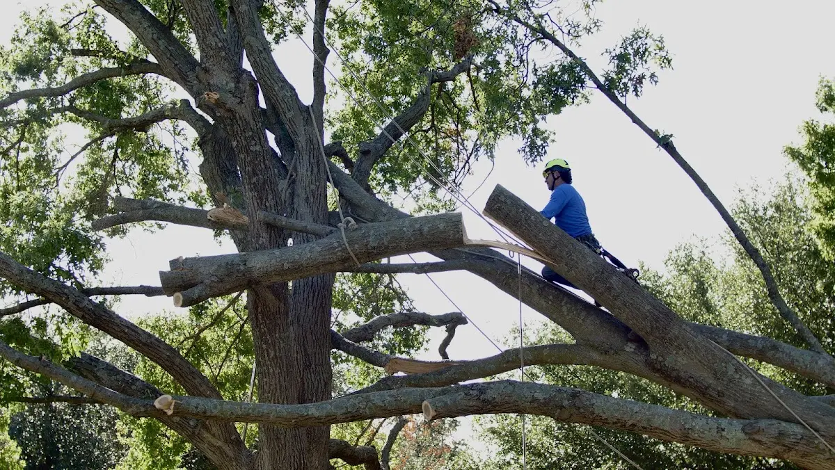 Professional Crown Thinning performed by certified arborists in Seville