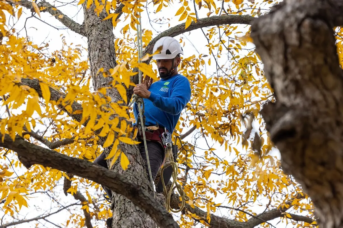 Skilled Tree Trimming crew working in Seville