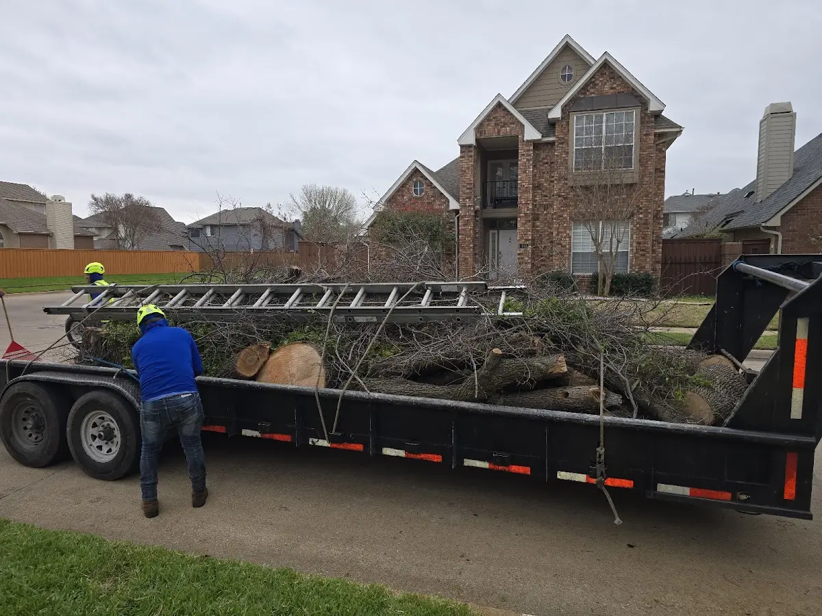 Expert Tree Removal with proper safety equipment in Seville